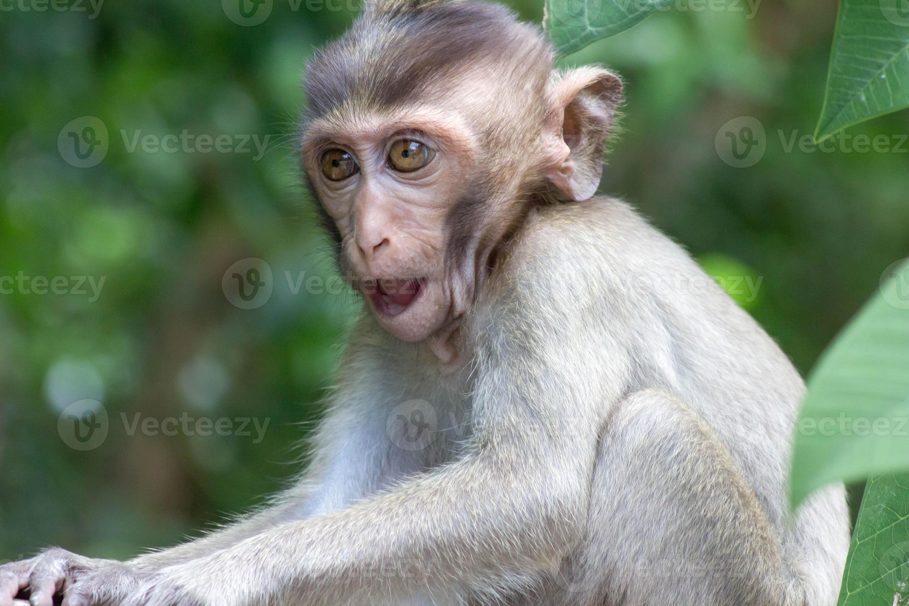macacos bonitos 717934 Foto de stock no Vecteezy